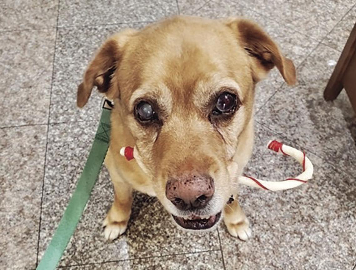 Pet of the Week - Week of Jan. 17, 2020